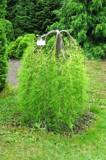 Карагана дерев’яниста Уолкер на штамбі | Caragana arborescens Walker on shtambeКарагана древовидная Уолкер на штамбе | Caragana arborescens Walker on shtambe